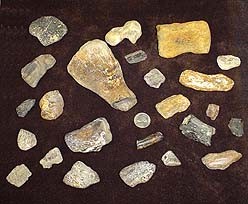  Mosasaurus and Plesiosaurus bone