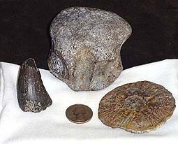 Huge Mosasarus vertebre and Tooth!